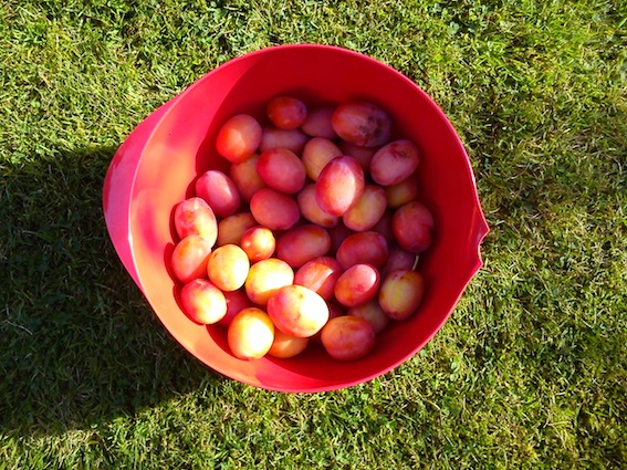 plums