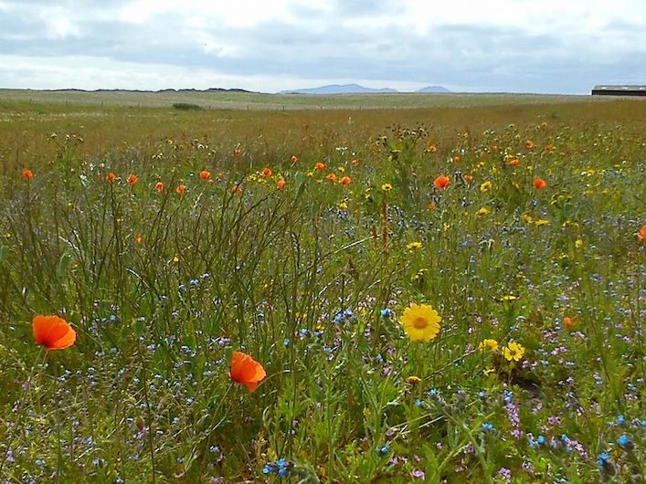 machair